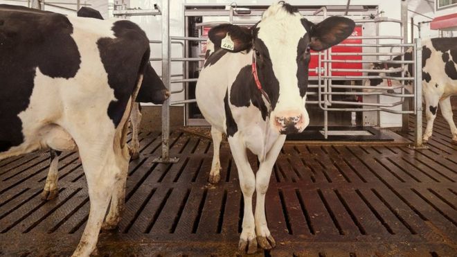 Japfa Sosialisasikan Aplikasi Teknologi Digital di Dunia Peternakan