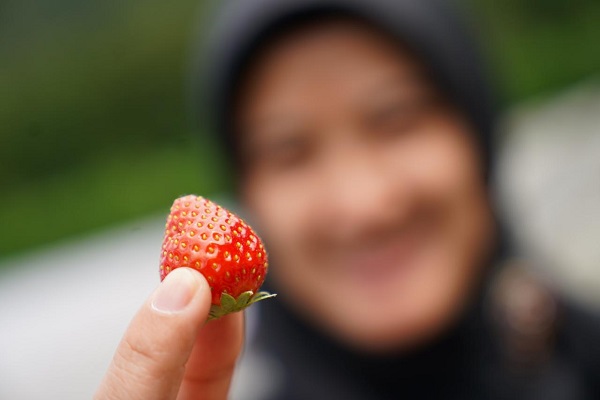 TaniHub Buka Akses Pasar untuk Mitra Petani di Bali