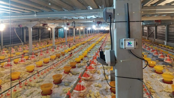 XL Axiata Ungkap 5 Keuntungan XL Smart Poultry Bagi Peternak