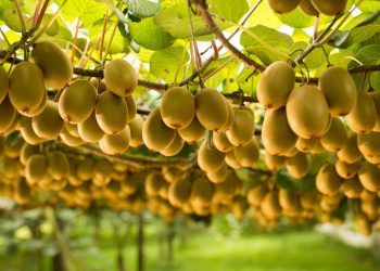 Zespri International, Pemasar Buah Kiwi Manfaatkan Layanan RISE With SAP