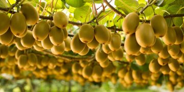Zespri International, Pemasar Buah Kiwi Manfaatkan Layanan RISE With SAP