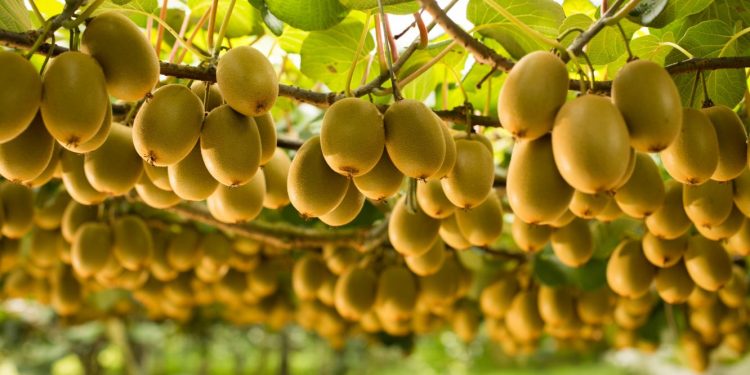 Zespri International, Pemasar Buah Kiwi Manfaatkan Layanan RISE With SAP