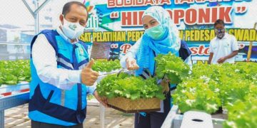 Pemanfaatan Lampu UV Mampu Tingkatkan Produktivitas Hidroponik