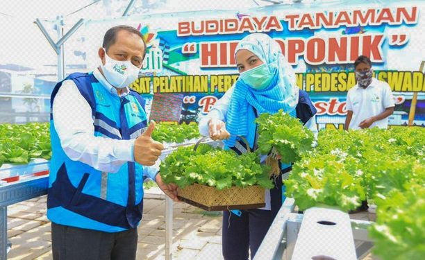 Pemanfaatan Lampu UV Mampu Tingkatkan Produktivitas Hidroponik