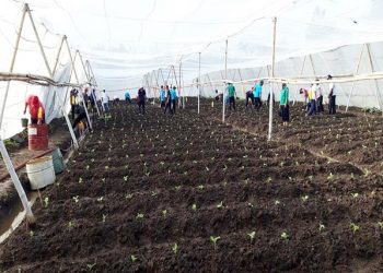 PTPN X Lakukan Tanam Perdana Pemantapan Teknis MTT 2021