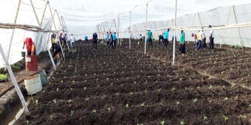 PTPN X Lakukan Tanam Perdana Pemantapan Teknis MTT 2021