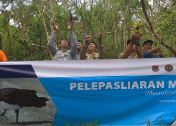 Uniknya Inisiatif CSR Donggi Senoro LNG, Pelestarian Satwa Langka Burung Maleo