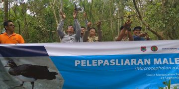 Uniknya Inisiatif CSR Donggi Senoro LNG, Pelestarian Satwa Langka Burung Maleo