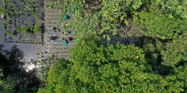 Penanaman pohon di Kawasan Ekowisata Mangrove Pantai Indah Kapuk