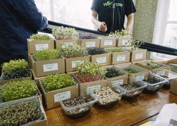 Dukung Gaya Hidup Sehat, Indosat Ooredoo Perkenalkan WeGrow