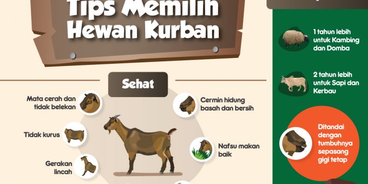 Cari Hewan untuk Kurban yang Bebas Penyakit Kuku dan Mulut? Bisa Pakai Aplikasi Ini