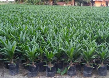 Bibit Kepala Sawit