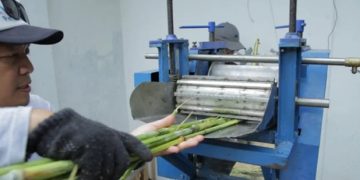 BRIN Kembangkan Mesin Pengolahan Gula Sorgum
