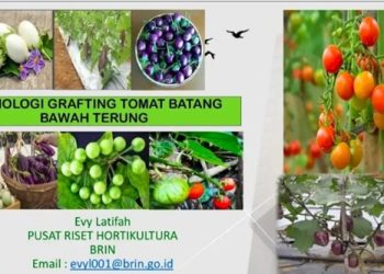 Menuju Pertanian Cerdas, BRIN Kenalkan Inovasi Grafting Tomat