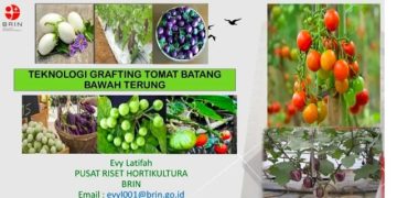 Menuju Pertanian Cerdas, BRIN Kenalkan Inovasi Grafting Tomat