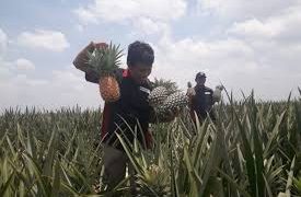 BRIN–PT Great Giant Pineapple Kolaborasi Riset, Kelola Limbah Jadi Produk Bernilai
